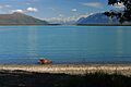 Brown bear Brooks Camp