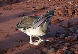 Archivo:Brown pelican Rabida Galapagos 1287417195