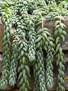 Archivo:Burrito (Sedum morganianum), jardín botánico de Tallinn, Estonia, 2012-08-13, DD 02