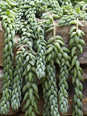 Archivo:Burrito (Sedum morganianum), jardín botánico de Tallinn, Estonia, 2012-08-13, DD 02