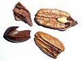 C. il.-seeds-1