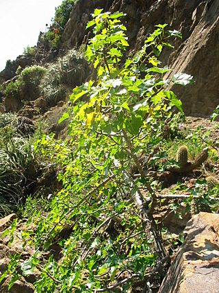 Carica chilensis (Planch. ex A. DC.) Solms by Pato Novoa.jpg