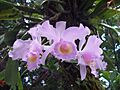 Cattleya sp. en el patio de alguna casa supateña