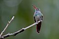 Charming hummingbird (33153349413)
