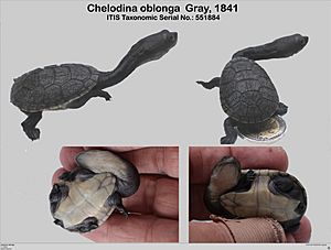 Archivo:Cheloina oblonga v niclos testudines org 001 001 ful