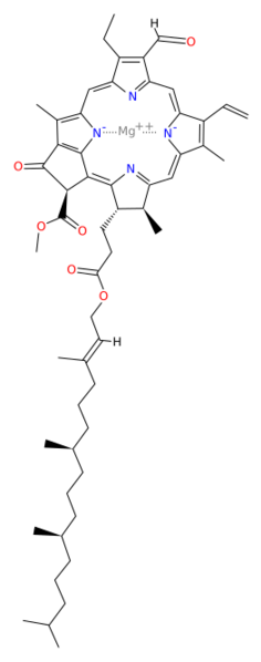 Chlorophyll b