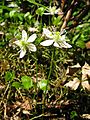 Coptis trifolia 5