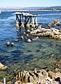 Cormorant Condo in Monterey, CA