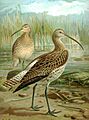 Curlew06