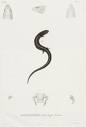 Archivo:Diploglossus delasagra