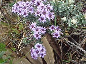 Archivo:Diplostephium phylicoides 5