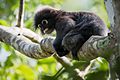 Dusky leaf monkey, Trachypithecus obscurus