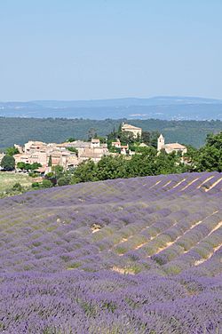 Entrevennes, le village et ses lavandes.jpg