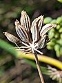 F. vulgare frutos-1