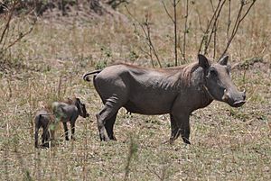 Archivo:Female warthog with young