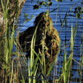 Finnish Sniper using a ProApto Ghillie during training operations