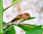 Archivo:Flickr - Dario Sanches - FILIPE ( Myiophobus fasciatus)