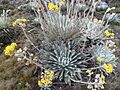 Frailejon