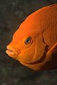 Garibaldi fish closeup