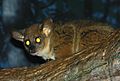 GarnettsGalago CincinnatiZoo