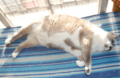 Gato gordo durmiendo durante el día