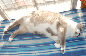 Archivo:Gato gordo durmiendo durante el día
