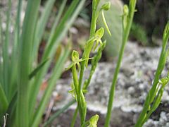 Habenaria tridactylites 01.jpg