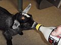 Hand Rearing - Pygmy Goat