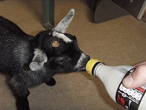 Archivo:Hand Rearing - Pygmy Goat