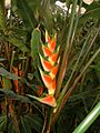 Heliconia wagneriana01