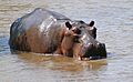 Hippo (Hippopotamus amphibius) (31074902152)