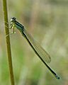 Ischnura pumilio M