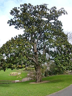 Archivo:Jardin des plantes Nantes-Magnolia Hectot
