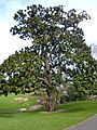 Jardin des plantes Nantes-Magnolia Hectot