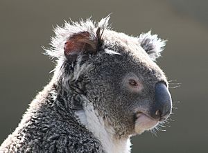 Archivo:Koala (Phascolarctos cinereus), Sídney, Australia18