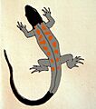 Liolaemus nigriceps