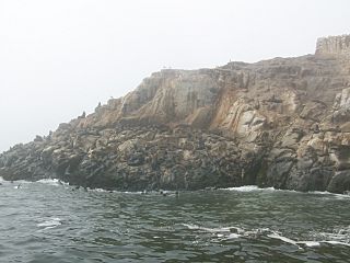 Lobos de mar Callao.jpg