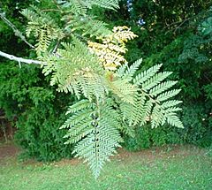 Lomatia ferruginea-hojas-haz.JPG