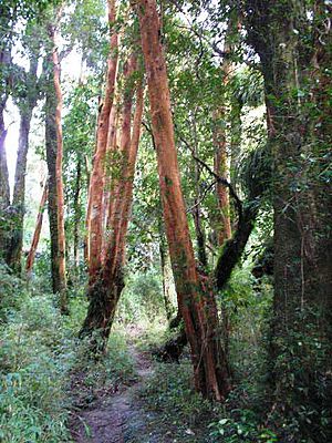 Archivo:Luma apiculata-bosque