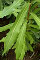 Macadamia ternifolia kz1
