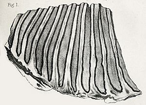 Archivo:Mammuthus columbi molar