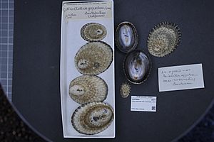 Archivo:Naturalis Biodiversity Center - RMNH.MOL.136196 - Lottia gigantea G.B. SowerbyI, 1834 - Lottiidae - Mollusc shell