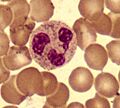 Neutrophil2