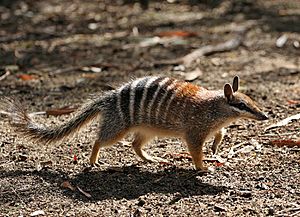 Archivo:Numbat