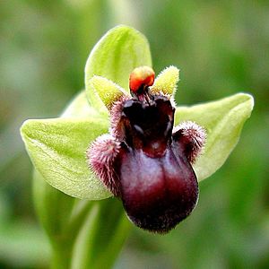 Archivo:Ophrys bombyliflora Mallorca 01