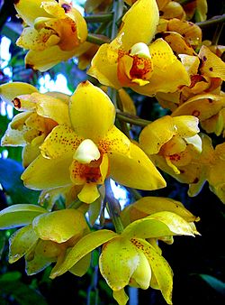 Orchid "acineta barkeri" Botanical Garden Heidelberg 2.JPG