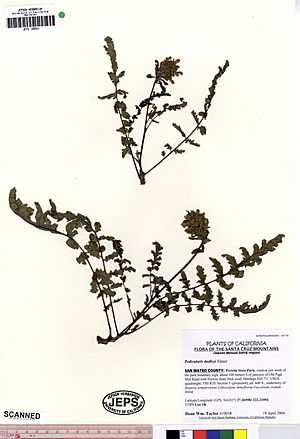 Archivo:Pedicularis dudleyi JEPS109941 (4498249307)