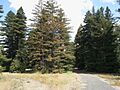 Pialligo Redwood Forest view south