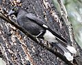 Pied Currawong (Strepera graculina)