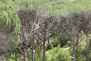 Archivo:Pins del Parc Forestal de Mataró